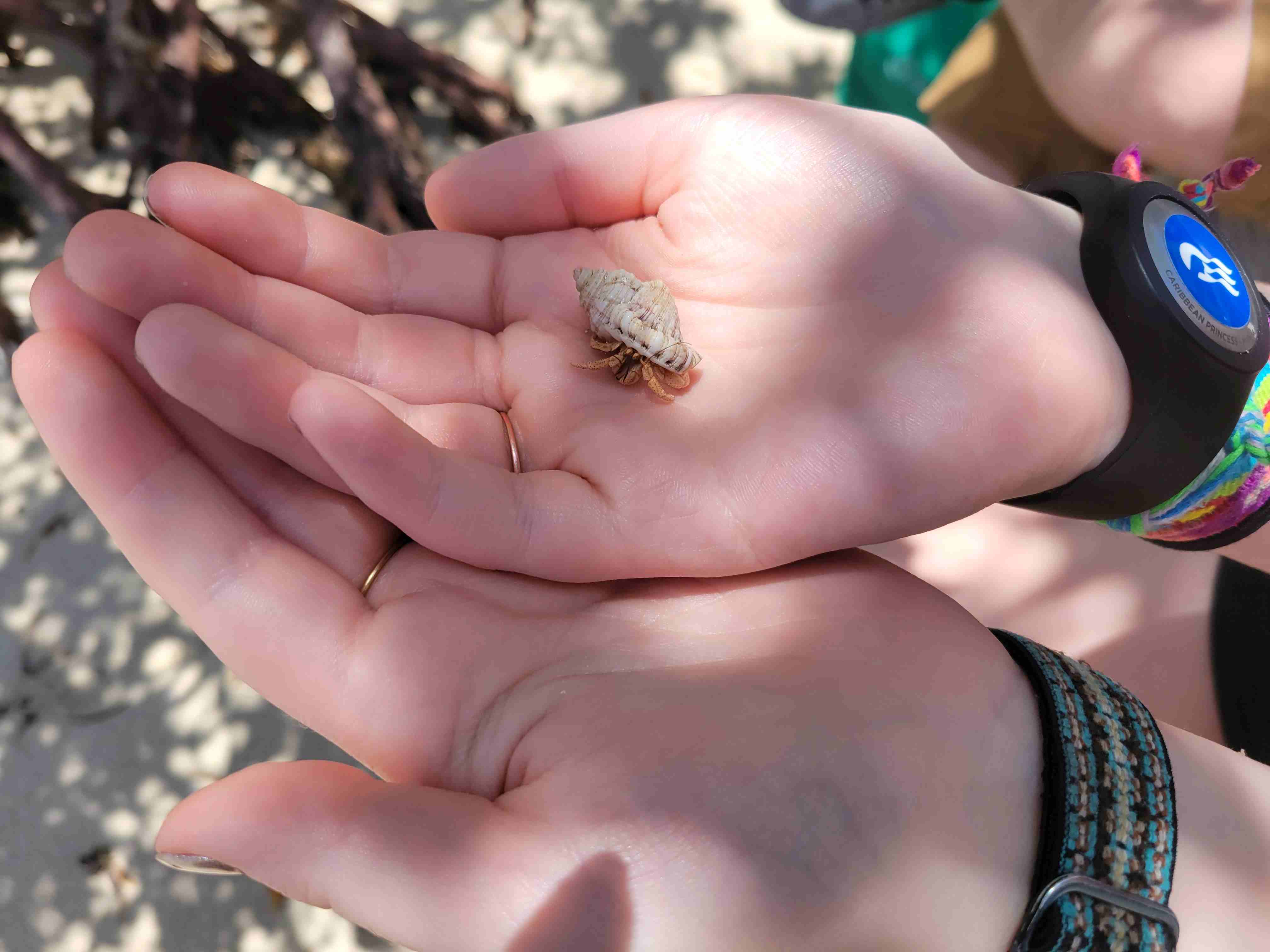 2022-05-18 DR baby hermit crab.jpg